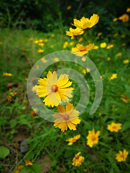 Coreopsis lanceolata flowers