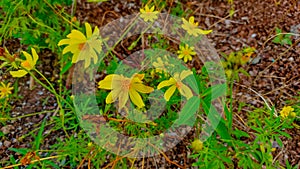 Coreopsis lanceolata flowers have a bright yellow color