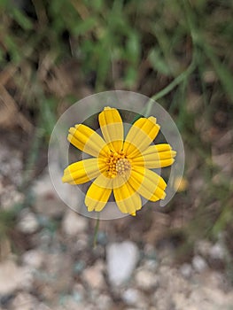 Coreopsis lanceolata, the lance-leaved coreopsis