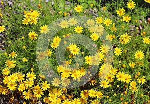 Coreopsis lanceolata, the lance-leaved coreopsis,