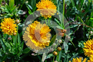 Coreopsis, Lenok, or Parisian beauty is a flowering herb of the Asteraceae family. Bright yellow flower Coreopsis blossom