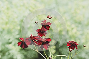 Coreopsis Limerock ruby flowers on a green