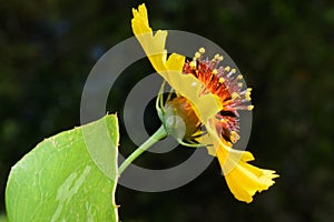 Coreopsis linifolia Wildflower, sometimes called Texas Tickweed
