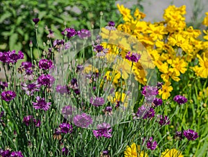 Coreopsis pubescens called star tickseed and bluettes.