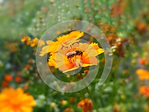 Coreopsis pubescens, called star tickseed in common photo