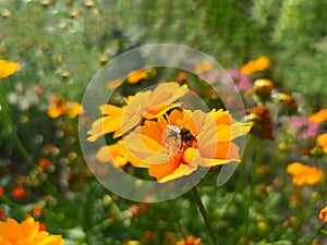 Coreopsis pubescens, called star tickseed in common photo