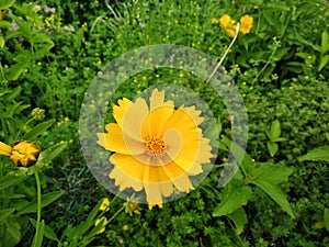 Coreopsis pubescens, called star tickseed in common. Yellow flower in garden. Descktop floral background photo