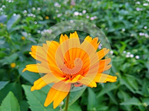 Coreopsis pubescens, called star tickseed in common. Yellow flower in garden. Descktop floral background