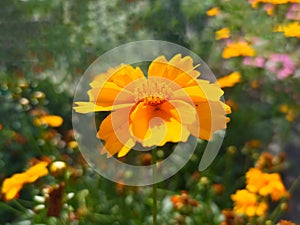 Coreopsis pubescens, called star tickseed in common photo