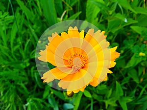 Coreopsis pubescens, called star tickseed in common. Yellow flower in garden. Descktop floral background photo