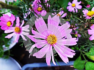 Coreopsis rosea is a North American species of tickseeds