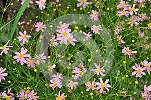 Coreopsis rosea, Pink Coreopsis photo