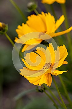 Coreopsis tickseed asteraceae compositae grandiflora Badengold