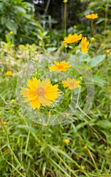 Coreopsis or tickseed flowers in the garden