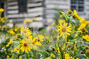 Coreopsis or Tickseed Yellow Flowers Blooming