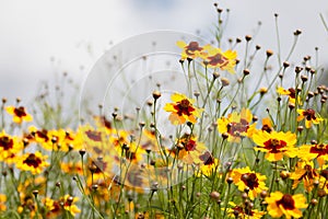 Coreopsis tinctoria flowers