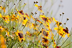 Coreopsis tinctoria flowers