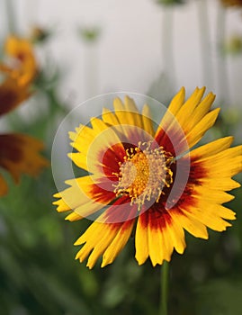 Coreopsis Uptick Red and Yellow Flower. Copy space.