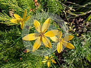 Coreopsis verticillata \'American Dream\' that grows in dense, bushy, feathery clumps. The stems are topped by