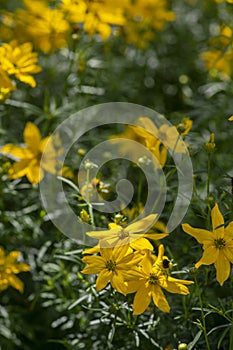 Coreopsis verticillata bright yellow flowering plant, group of petal ornamental flowers in bloom, green leaves