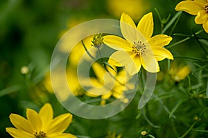 Coreopsis verticillata Grandiflora is an annual Asteraceae with yellow flowers