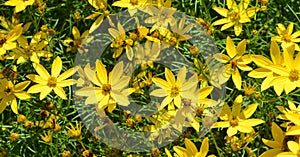 Coreopsis verticillata is a North American species of tickseed