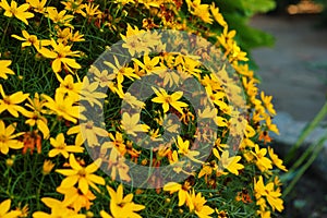 Coreopsis verticillata, whorled tickseed or thread leaf coreopsis flowers in a garden