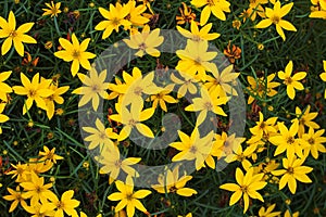 Coreopsis verticillata, whorled tickseed or thread leaf coreopsis flowers in a garden