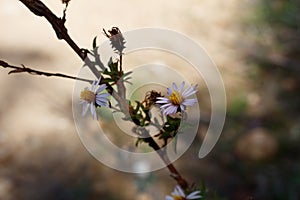 CORETHROGYNE FILAGINIFOLIA BLOOM - RED ROCK CP MRCA - 031821 A