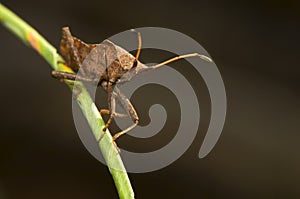 Coreus marginatus