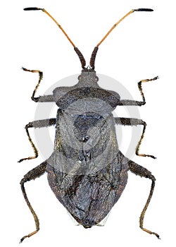 Coreus marginatus bug specimen