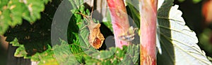 Coreus marginatus. Dock Bug. Stink bug on raspberries leaves