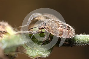 Coreus marginatus on leaf