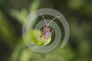 Coreus marginatus, living in the nature, view from above