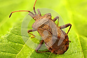 Coreus marginatus on raspberry leaf