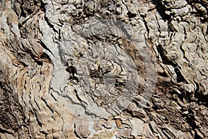 Colors Old Eucalyptus Tree Bark Textures