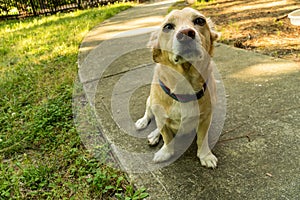 A Corgi Beagle Mix is Concerned about the World Pandemic.