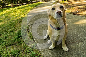 A Corgi Beagle Mix is Sorrowful about the World Unrest.