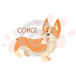 Corgi. Beautiful purebred dog. Cute funny domestic pet.