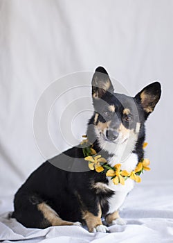 Corgi with a collar of yellow orchids in the studio on a neutral background