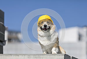 Corgi construction dog in yellow hard hat sits on the repair site against the background of buildings and blue sky