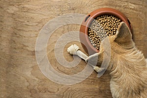 Corgi dog besides a bowl of kibble food