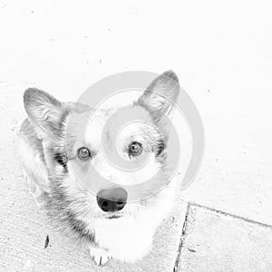 Corgi dog in black and white looking up at you photo