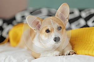 Corgi dog breed. Dog at home. Corgi lies on the bed.