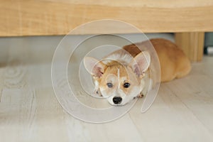 Corgi dog breed. Dog at home. Corgi lies on the bed.