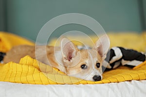 Corgi dog breed. Dog at home. Corgi lies on the bed.