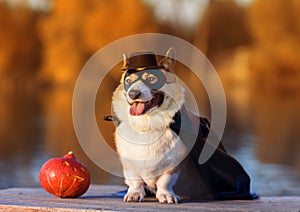 Funny Corgi dog in costume superhero pumpkin Halloween party sitting in autumn Park photo