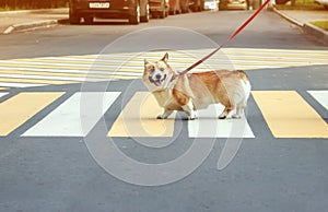 Corgi dog crosses an asphalt road on leash on a pedestrian crosswalk in the city