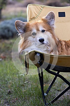 corgi dog in the garden