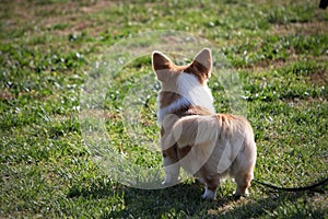 Corgi dog in a green grass meadow